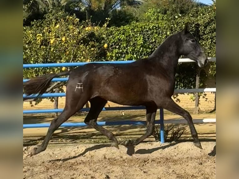 PRE Mix Stute 3 Jahre 164 cm Schimmel in Fuentes De Andalucia