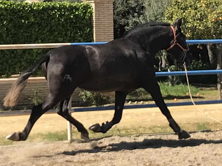 PRE Mix Stute 3 Jahre 164 cm Schimmel in Fuentes De Andalucia