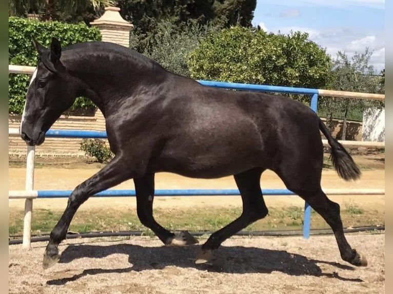 PRE Mix Stute 3 Jahre 164 cm Schimmel in Fuentes De Andalucia