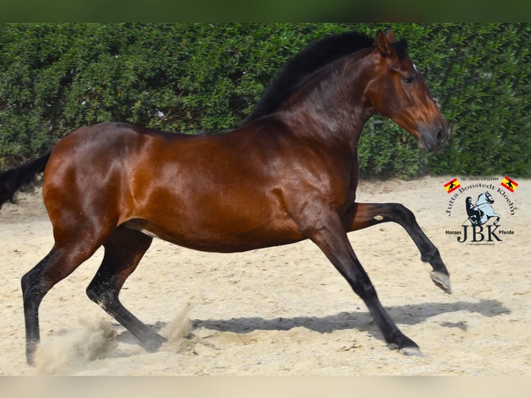 PRE Stute 3 Jahre 165 cm Brauner in Tabernas Almeria