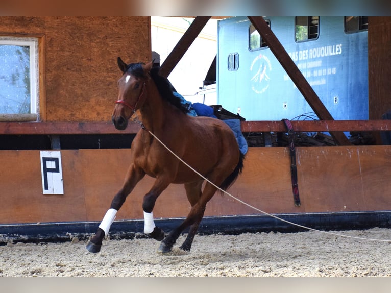 PRE Mix Stute 3 Jahre 165 cm Brauner in Caumont