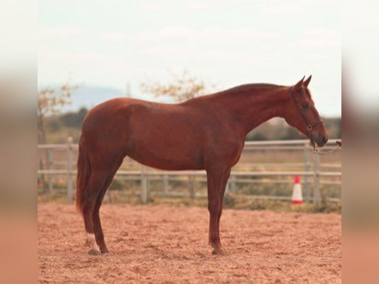 PRE Stute 3 Jahre 165 cm Fuchs in Felanitx