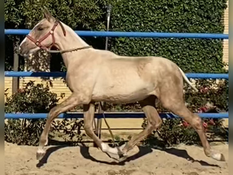 PRE Stute 3 Jahre 165 cm Palomino in Fuentes De Andalucia