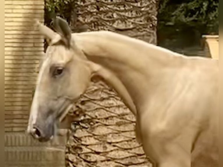 PRE Stute 3 Jahre 165 cm Palomino in Fuentes De Andalucia