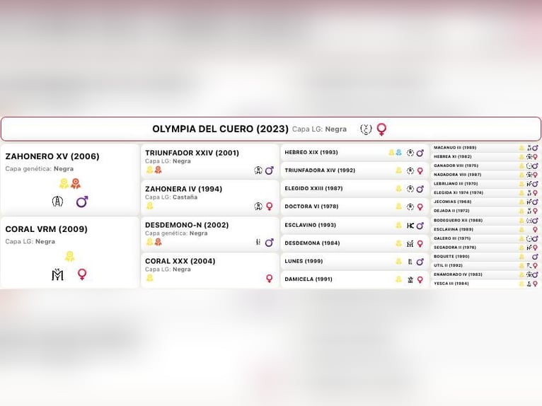 PRE Stute 3 Jahre 165 cm Rappe in Kefermarkt