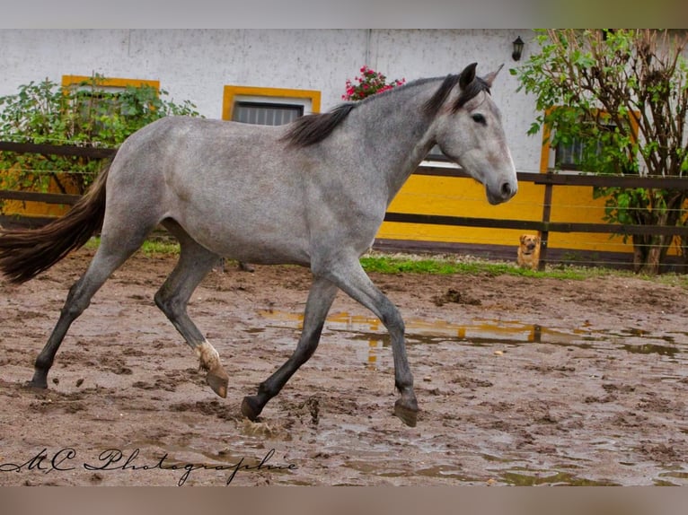 PRE Stute 3 Jahre 165 cm Schimmel in Brandis