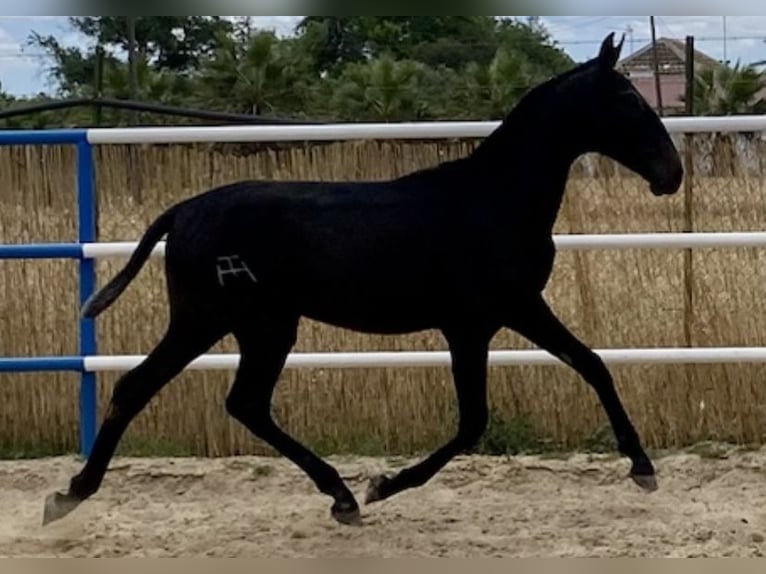 PRE Stute 3 Jahre 165 cm Schimmel in Fuentes De Andalucia