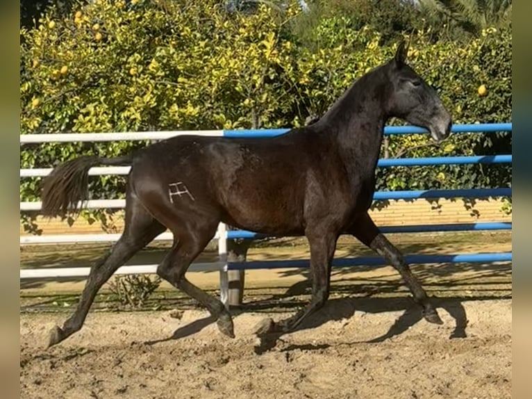 PRE Stute 3 Jahre 165 cm Schimmel in Fuentes De Andalucia