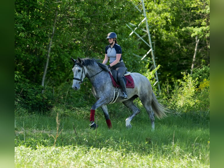PRE Mix Stute 3 Jahre 165 cm Schimmel in Neustadt (Wied)