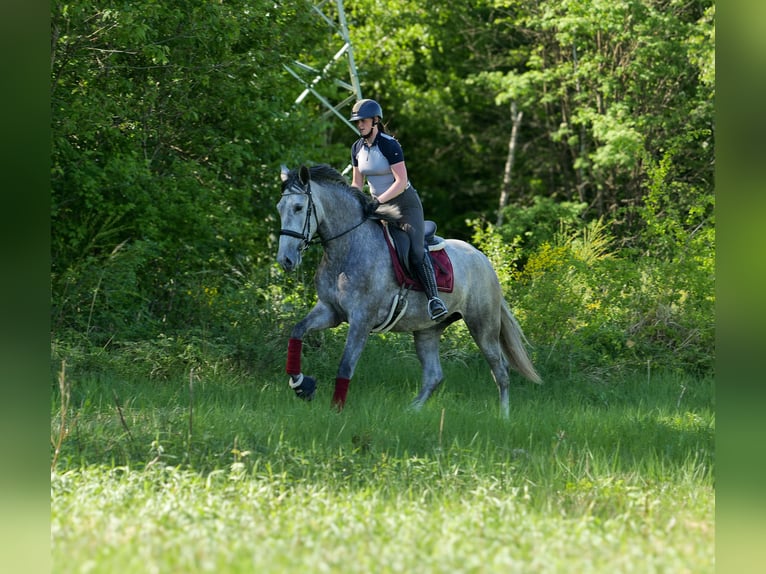 PRE Mix Stute 3 Jahre 165 cm Schimmel in Neustadt (Wied)