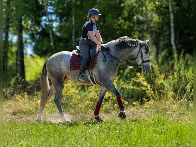 PRE Mix Stute 3 Jahre 165 cm Schimmel in Neustadt (Wied)