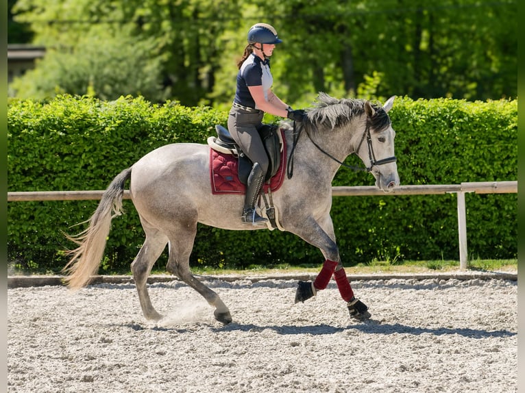 PRE Mix Stute 3 Jahre 165 cm Schimmel in Neustadt (Wied)