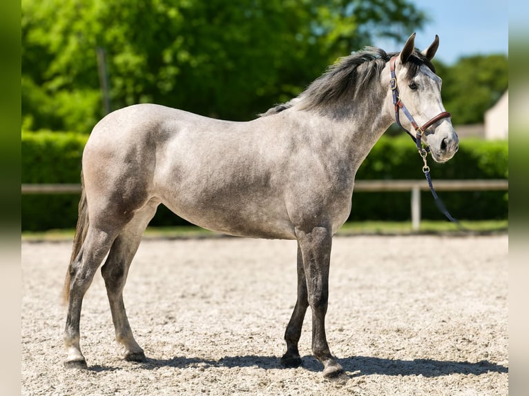 PRE Mix Stute 3 Jahre 165 cm Schimmel in Neustadt (Wied)