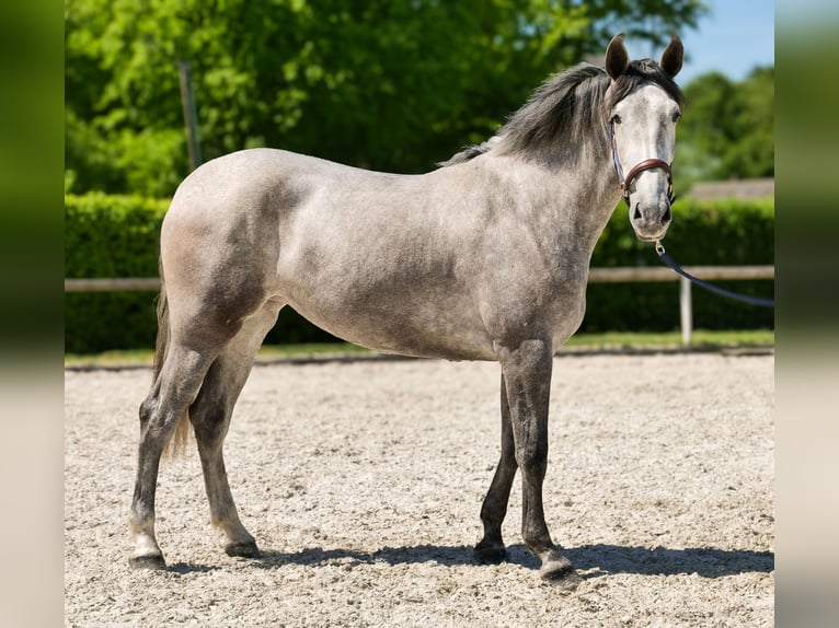 PRE Mix Stute 3 Jahre 165 cm Schimmel in Neustadt (Wied)
