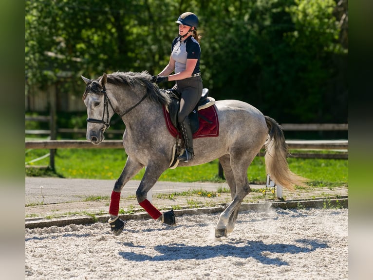 PRE Mix Stute 3 Jahre 165 cm Schimmel in Neustadt (Wied)