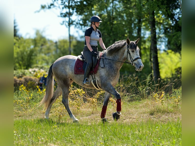 PRE Mix Stute 3 Jahre 165 cm Schimmel in Neustadt (Wied)