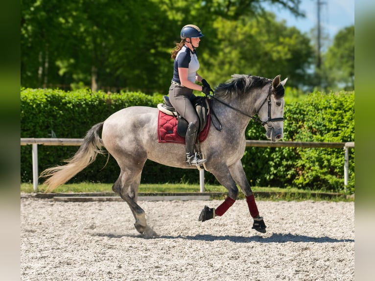 PRE Mix Stute 3 Jahre 165 cm Schimmel in Neustadt (Wied)