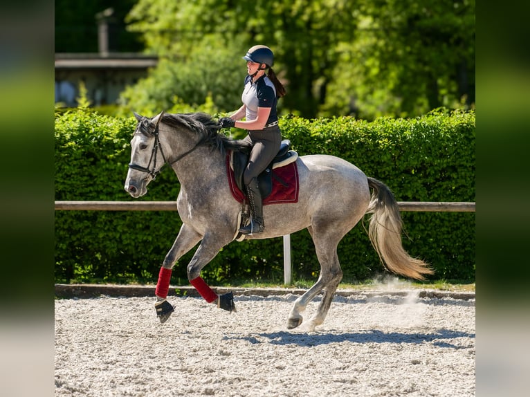 PRE Mix Stute 3 Jahre 165 cm Schimmel in Neustadt (Wied)