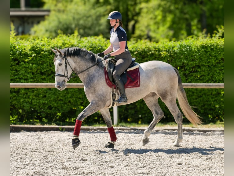 PRE Mix Stute 3 Jahre 165 cm Schimmel in Neustadt (Wied)
