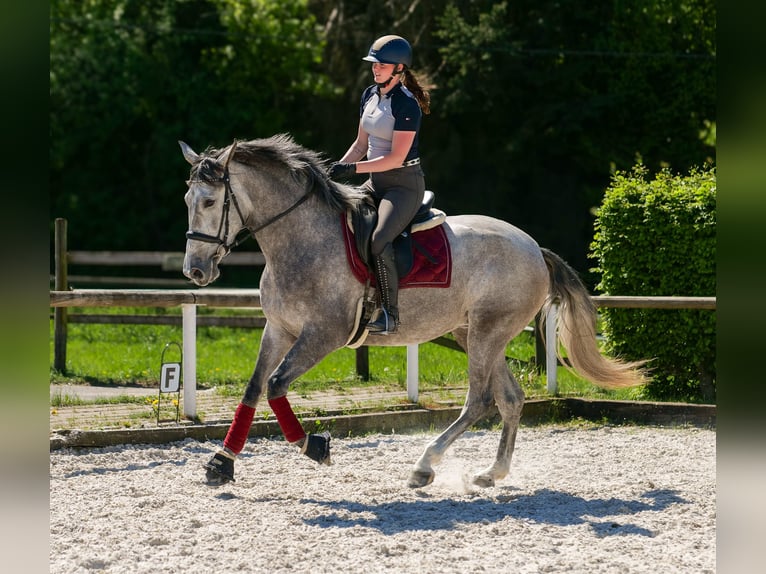 PRE Mix Stute 3 Jahre 165 cm Schimmel in Neustadt (Wied)
