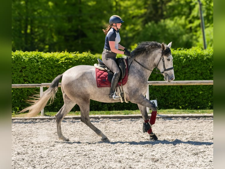 PRE Mix Stute 3 Jahre 165 cm Schimmel in Neustadt (Wied)