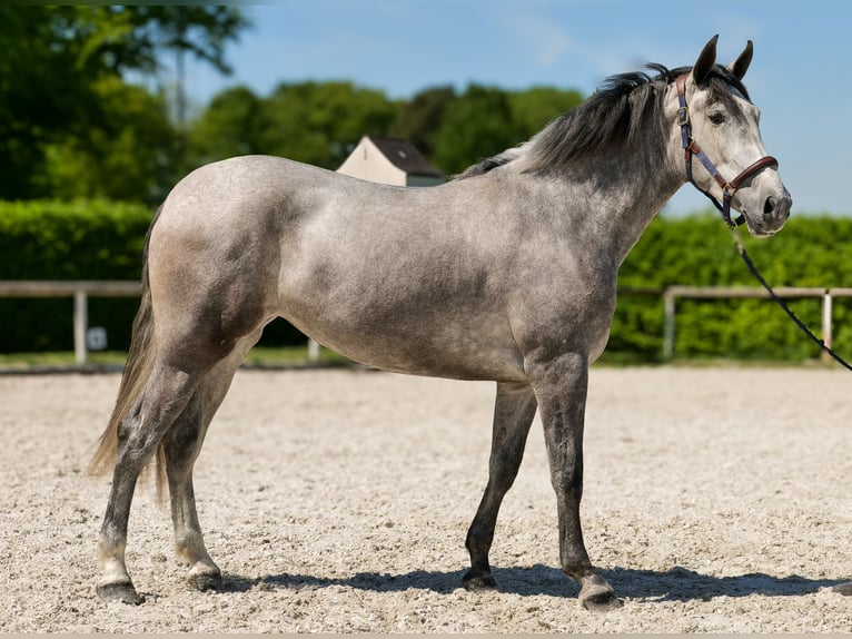 PRE Mix Stute 3 Jahre 165 cm Schimmel in Neustadt (Wied)