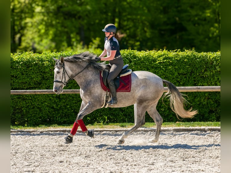 PRE Mix Stute 3 Jahre 165 cm Schimmel in Neustadt (Wied)