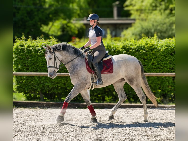 PRE Mix Stute 3 Jahre 165 cm Schimmel in Neustadt (Wied)