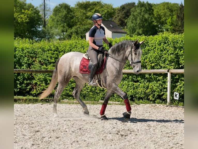 PRE Mix Stute 3 Jahre 165 cm Schimmel in Neustadt (Wied)