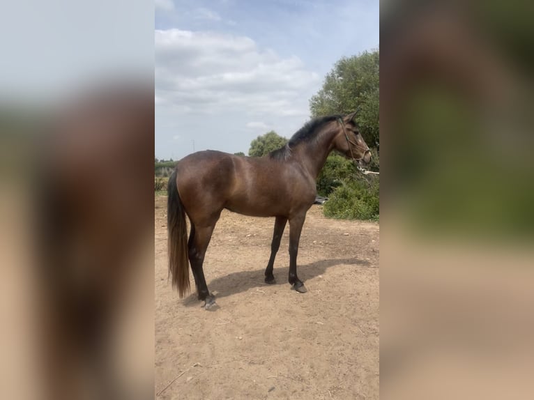 PRE Stute 3 Jahre 165 cm Schimmel in Benalup-Casas Viejas