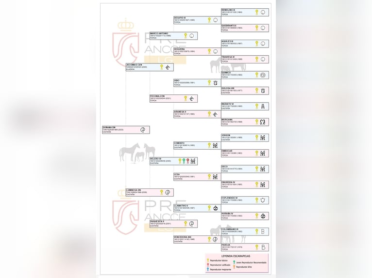 PRE Stute 3 Jahre 166 cm Hellbrauner in Arjona