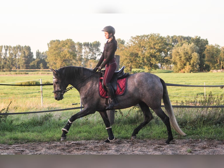 PRE Mix Stute 3 Jahre 166 cm Schimmel in Wremen