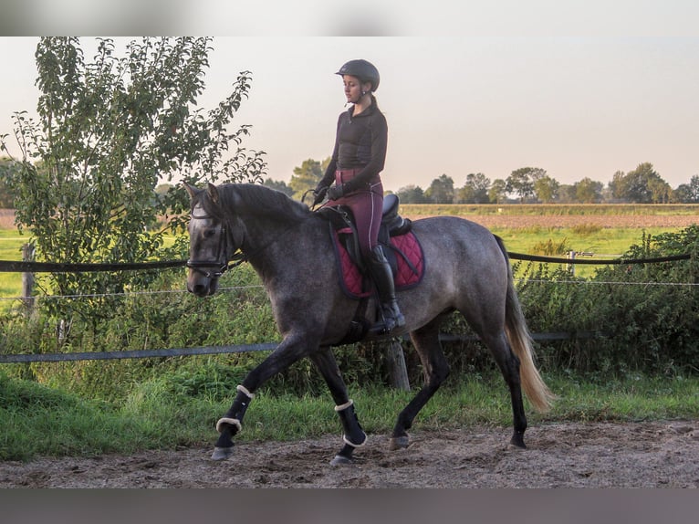 PRE Mix Stute 3 Jahre 166 cm Schimmel in Wremen