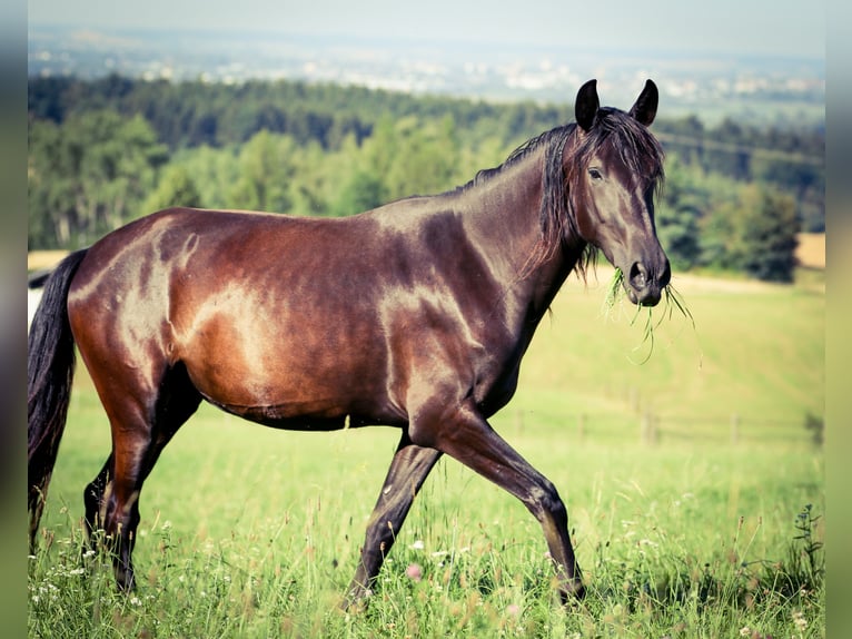 PRE Mix Stute 3 Jahre 167 cm Rappe in Bogen