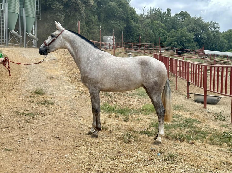 PRE Mix Stute 3 Jahre 167 cm Schimmel in Galaroza (Huelva)