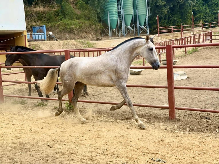 PRE Mix Stute 3 Jahre 167 cm Schimmel in Galaroza (Huelva)