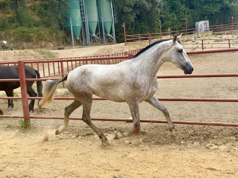 PRE Mix Stute 3 Jahre 167 cm Schimmel in Galaroza (Huelva)