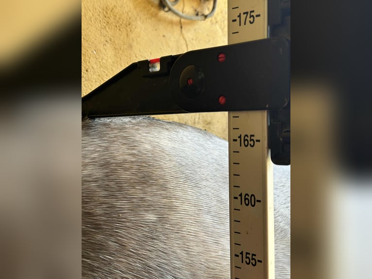 PRE Mix Stute 3 Jahre 167 cm Schimmel in Galaroza (Huelva)