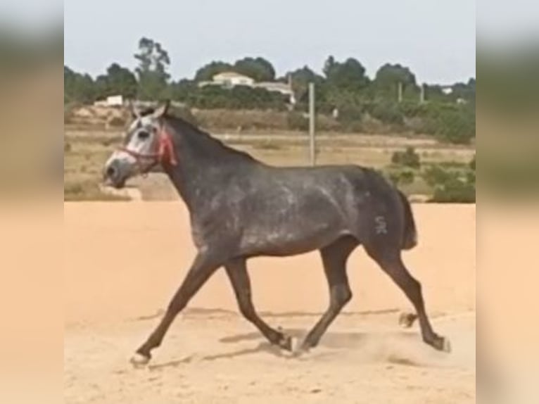 PRE Stute 3 Jahre 168 cm Apfelschimmel in Pedralba
