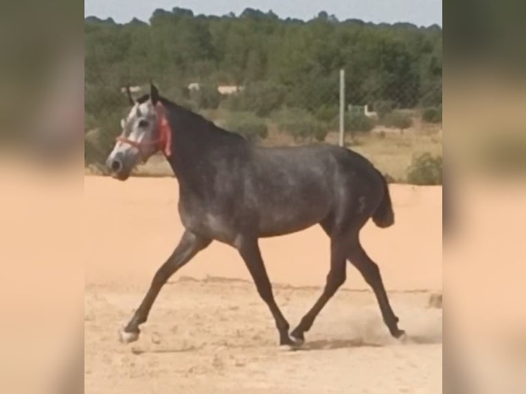 PRE Stute 3 Jahre 168 cm Apfelschimmel in Pedralba