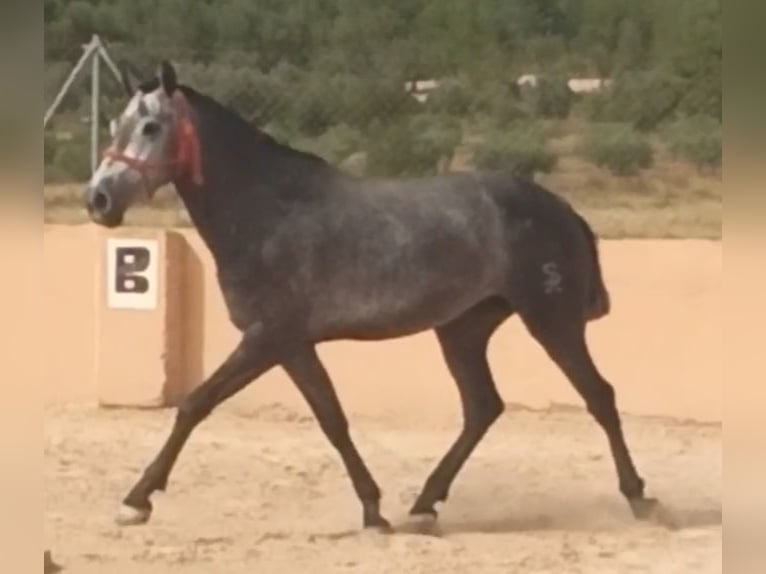 PRE Stute 3 Jahre 168 cm Apfelschimmel in Pedralba