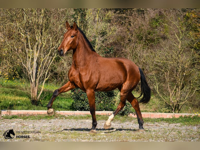 PRE Stute 3 Jahre 168 cm Brauner in Barcelona PRE Stute 3 Jahre 168 cm Brauner in Barcelona