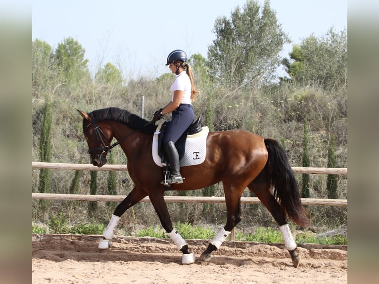 PRE Stute 3 Jahre 168 cm Brauner in Turis, Valencia