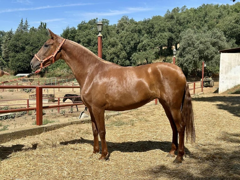 PRE Mix Stute 3 Jahre 168 cm Fuchs in Galaroza