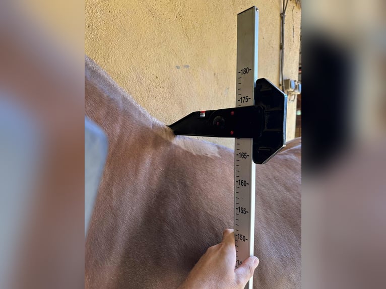 PRE Mix Stute 3 Jahre 168 cm Fuchs in Galaroza