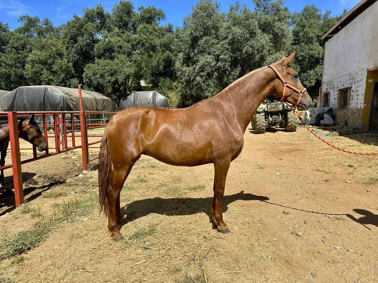 PRE Mix Stute 3 Jahre 168 cm Fuchs in Galaroza