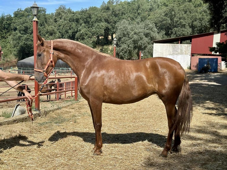 PRE Mix Stute 3 Jahre 168 cm Fuchs in Galaroza
