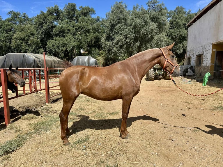 PRE Mix Stute 3 Jahre 168 cm Fuchs in Galaroza