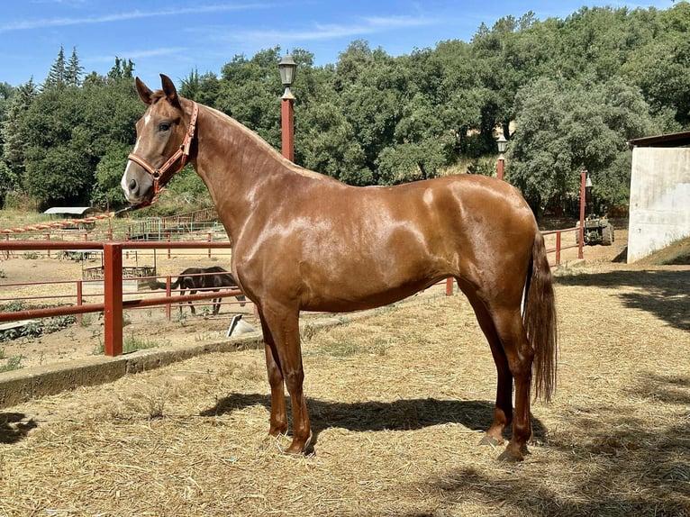 PRE Mix Stute 3 Jahre 168 cm Fuchs in Galaroza