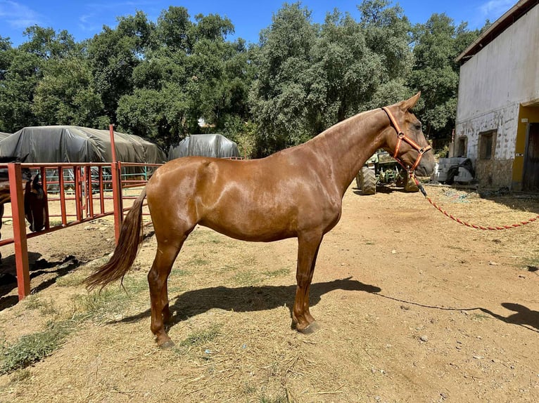 PRE Mix Stute 3 Jahre 168 cm Fuchs in Galaroza